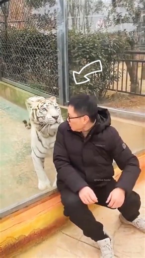 He Didn’t See The Tiger Behind Him 🐅😱