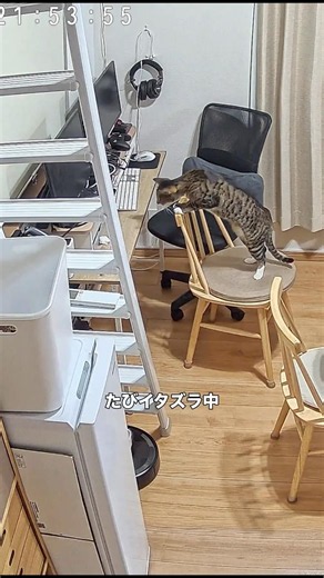 175 イタズラに挑戦するたび | 靴下猫たび Cat #猫 #保護猫 #cat #rescuecat #catlife