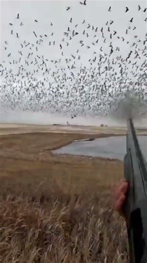 Crazy Duck Hunting Action 🦆🔥 | Perfect Shot in the Wild Watch this amazing duck hunting#DuckHunting