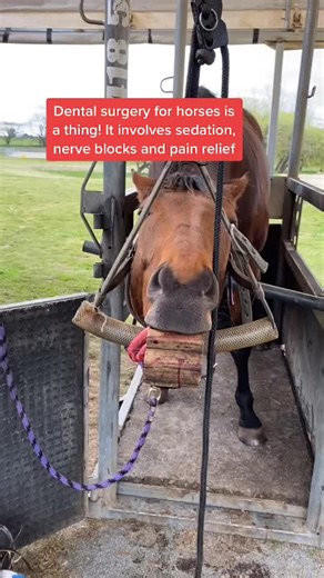 Dental Surgery for Horses: A Detailed Procedure Guide