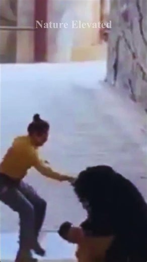 Black Bear Attacks Zookeeper During Show! 😱 Hangzhou Safari Park Cancels All Bear Acts