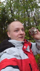 284K views · 3.5K reactions | Boczniak ostrygowaty (łac. Pleurotus ostreatus) - grzyb jadalny #grzyby #natura | Źródła Natury - według Chmielewskiego | Facebook