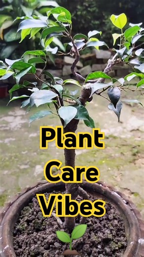 Ficus Plant Care 🌿 | Gardening Shorts