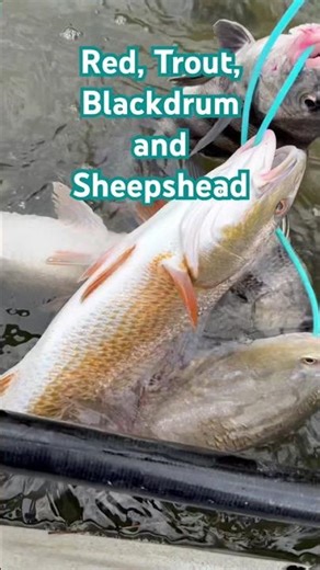 #fishing #stringer #kayakfishing ￼