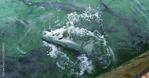 Tarpon feeding in the Keys in Florida. Close up of man hand feeding big tarpons fish jumping out of water - a fun tourist travel vacation activity in the Florida Keys. shot in SLOW MOTION ON RED