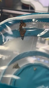 🦋ADVENTURES IN BUTTERFLY BABYSITTING!!🦋 First Alert Forecaster Elizabeth Breen has an exciting update regarding KTIV’s critters! (Also note from Elizabeth: Sorry to the butterfly enthusiast community and entomologists out there for improper terminology usage, I’m just enjoying the process and learning as I go, still very new to this!!) | KTIV News 4