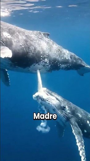 This is how a whale feeds its calf