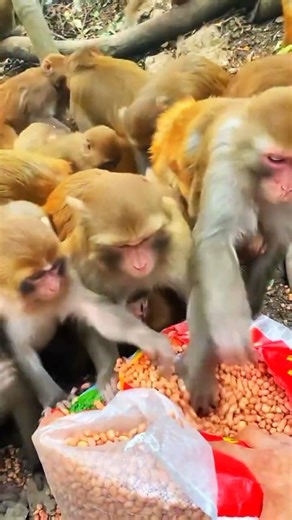 Hungry Monkeys Fighting for Food in the Jungle | Wild Monkey Chaos#manki#forest#viralreels#video