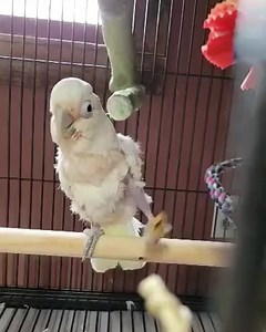 1.4K views · 190 reactions | This little goffin is part of the 19 that came in. Meet Cacciatore! | A Helping Wing Parrot Rescue | Facebook