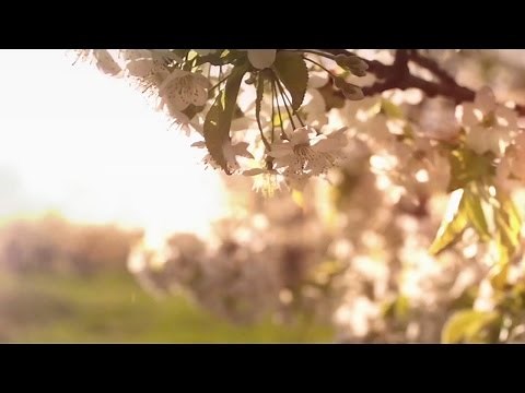 HAVASI — Spring Wind | Cultural Bridge Symphony (Official Video)