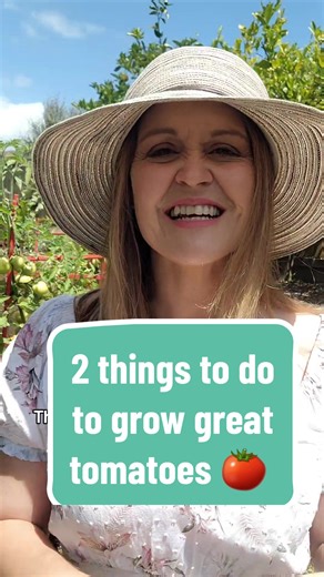 Essential Tips for Taking Care of Tomato Plants