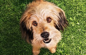 Netflix Benji Film Launches in March, Trailer Out Now