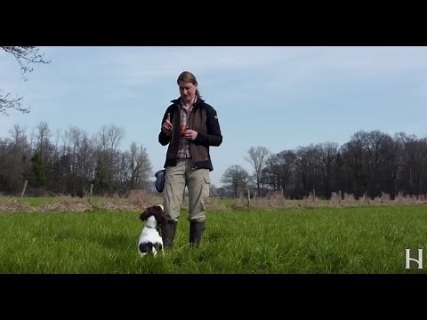 Basisausbildung für den brauchbaren Jagdhund: "Bleib!"