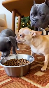 781K views · 18K reactions | Pipi was so bold to do this again  #PipiRocky #FunnyDogs #DogComedy #PetLife #ReelsFunny #ReelsViral | Pipi & Rocky | Facebook