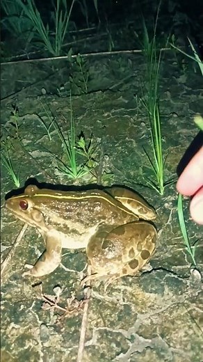 Hilarious Frog Videos - You Won't Stop Laughing! 🐸