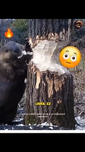 El Castor y sus habilidades 🔥 #castor #animalkingdom #animales | Retina salvaje