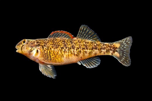 Rainbow Darter 101: Care, Diet, Tank Size, Tank Mates & More