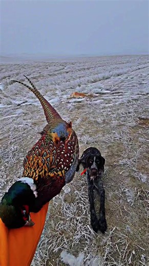 Frosty Dogs and Fancy Birds in North Dakota