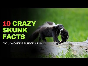10 Skunk Facts You NEVER Knew 🦨 | Pet Skunks 101