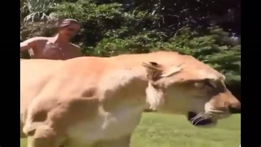 Viral video of a liger with lion and tiger traits leaves the internet puzzled [Watch]
