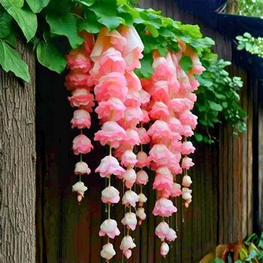 25 Light Pink Weeping Begonia Seeds – Cascading Ornamental Flower for Gardens - Etsy