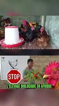 (Part 2) 03 Diseases that DISCOURAGE organic farming in Africa.