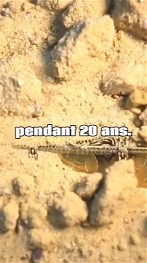 Sa mère lui confisque ses cartes Pokémon et les oublie pendant 20 ans. #pokemon #cartespokemon #tcg