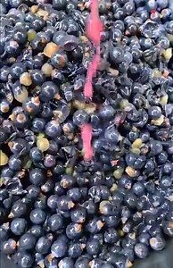 2.8K views · 51 reactions | Beautiful Fruit Garden..    | Nandini Kumari | Facebook