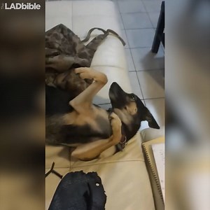 5.4M views · 41K reactions | One of these dogs is guilty, but which!?  | LADbible | Facebook