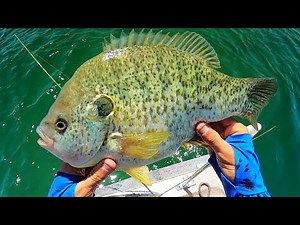 Fishing for the BIGGEST SUNFISH ON EARTH!! (INSANE)