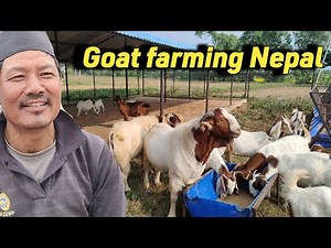 Goat farming nepal || Giant Boer Goat Farming || Smart goat farm Nepal ||