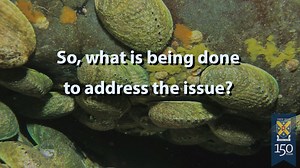 1.5K views · 19 reactions | Ocean acidification is one of the most significant influencers of ocean health today. As the ocean continues to absorb growing CO2 levels - which is directly impacting the pH levels of seawater - Otago University will host the first Commonwealth Ocean Acidification Action Group Workshop next week to try tackle some of the problems arising from it. 樂 | University of Otago | Facebook