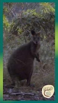 The Quiet Life of a Swamp Wallaby Exposed #wildlifesecrets #naturerevealed #bushland