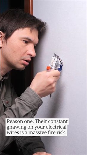 Dealing With A Squirrel Infestation? These DIY Mistakes Can Cost You B... #Shorts