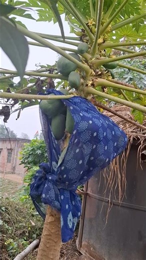 Papita, copy, add start video. #nature #ekmotahathighumechala #comedyfilms 👌👌