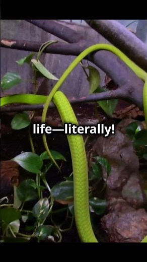 The Green Mamba: Nature's Tree-Climbing Assassin!