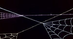 Preview - After Effects Tutorial: Make a Realistic, Elastic Spider Web