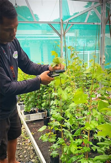 Lakukan perawatan agar pohon anggur tumbuh sehat Mari tanam anggur dan nikmati petik buah di halaman rumah sendiri Ansharri Grape Sepecial : - Pembibitan - Edukasi - Konsultasi Seputar Cara Perawatan Anggur… Menerima Jasa Pembuatan GreenHouse & Jasa Perawatan Pohon… #vid#videod#videotiktokr#viralp #edukasi