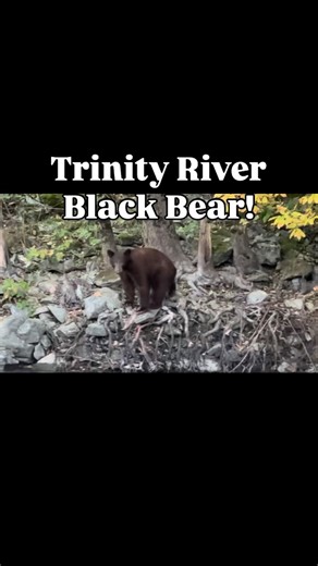 23 reactions | Trinity River wildlife can often be seen during your fall/winter steelhead trips with @justinthompsonfishing. Call Jaynie at 530 510-2925 to book your Trinity River steelhead fishing trip today! Jan-Feb dates are the last remaining of the season.  @catchamericafishing #blackbear #wildlife #fishingdaily | Jeff Goodwin Guide Services | Facebook