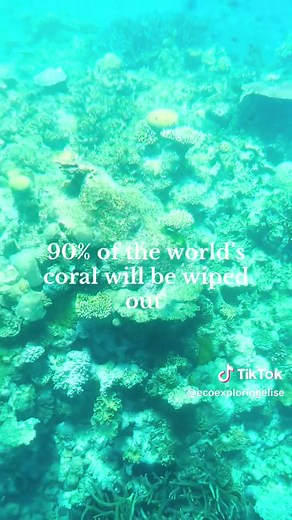 Coral Bleaching: Impact on the Great Barrier Reef