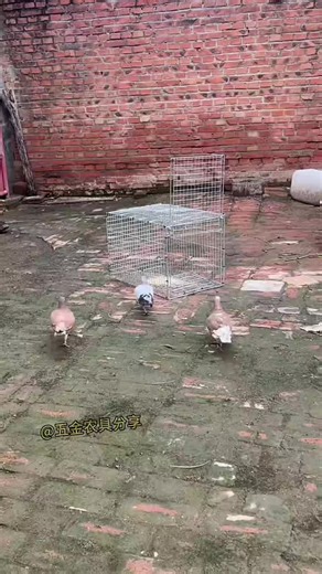 Universal Birds World on Instagram: "Best Pigeon Traps & Breeding Cages for 2026! 🕊️ #pigeon#PigeonCage #BirdFarming #PigeonTrap #PoultryEquipment #PigeonLoft"