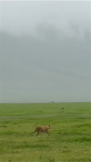 Alam Rimba Raya on Instagram: "When the Male Joins the Hunt. 🦁⚖️ ​We often hear that lionesses do all the work, but the male lion is the pride's "heavy artillery." He doesn't hunt for every meal, but he steps in when the logic of the savanna demands raw, overwhelming power. ​. . . ​#MaleLion #LionLogic #NatureIsRaw #SavannaKings #BigCatBehavior #SurvivalStrategy #WildlifeUnfiltered #TheCircleOfLife #AfricanSafari #ApexPredator"