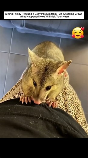 A Kind Family Rescued a Baby Possum from Attacking Crows — What Happened Next Will Melt Your Heart