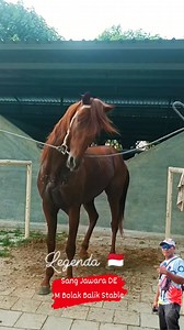 Legenda / Jawara DE 🏆🇲🇨 M Bolak Balik Stable #Kudapacu #Horse #Meta #Fbpro #animals #wrestling #event #Fyp | Irwan Irwan Irwan