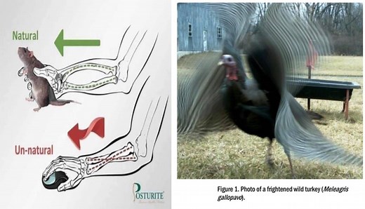 12 Science Diagrams That Really Look Like Memes