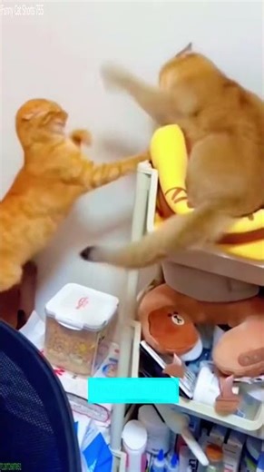 Zoomies Cat becomes a meme - Cat Comedy 💣 Explosive Funny!