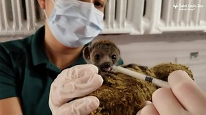 43K views · 2.2K reactions | Princess Buttercup, a female mongoose...