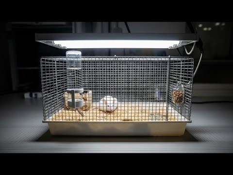 Skinner’s Operant Conditioning ( rat experiment ).