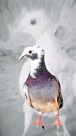 ❤️ONLY🕊️PIGEON🕊️LOVER❤️#pigeon#kabootar#youtubeshorts#pigeonlover#birds#birdlovers#viral#tranding