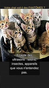 Votre chat voit-il des FANTÔMES ? #Shorts
